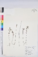 藏品(華南大戟)的圖片