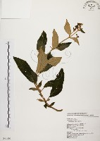 藏品(旋莢木)的圖片