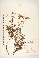 藏品(玉山黃菀)的圖片