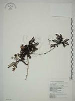 藏品(臺灣莓)的圖片