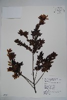 藏品(雲南冬青)的圖片