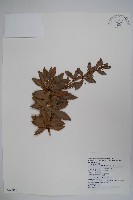 藏品(臺灣小蘗)的圖片