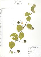 藏品(冬葵子)的圖片