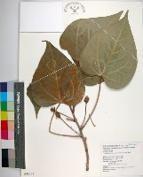 藏品(繖楊、截萼黃槿)的圖片