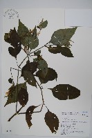 藏品(六角英, 槍刀菜)的圖片