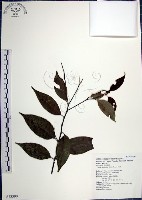 藏品(紅皮、葉下白、赤仔尾)的圖片