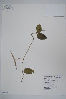 藏品(鷗蔓)的圖片