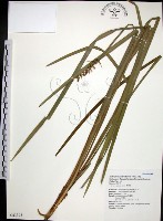 藏品(麥門冬)的圖片