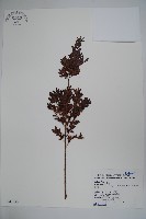 藏品(雲南冬青)的圖片