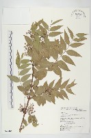 藏品(臺灣馬桑)的圖片