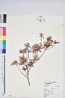 藏品(南澳杜鵑)的圖片