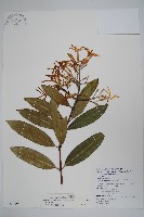 藏品(大錦蘭)的圖片