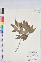 藏品(錐果櫟)的圖片