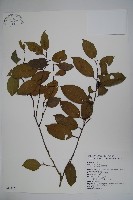 藏品(臺灣糊樗)的圖片