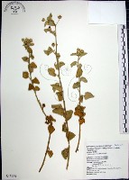 藏品(圓葉金午時花)的圖片