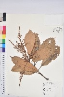 藏品(大葉石櫟、大葉校栗)的圖片