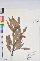 藏品(捲斗櫟)的圖片