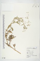 藏品(銀膠菊)的圖片