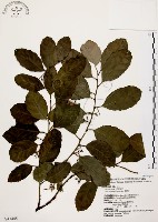 藏品(鼠刺)的圖片