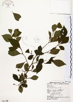 藏品(烏皮九芎、奮起湖野茉莉)的圖片