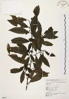 藏品(山胡椒)的圖片