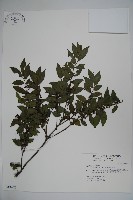 藏品(密毛假黃楊)的圖片