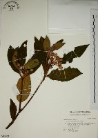 藏品(野牡丹)的圖片