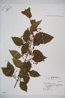 藏品(呂宋莢迷)的圖片