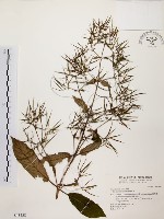 藏品(旋莢木)的圖片