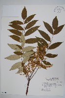 藏品(裡白漆)的圖片