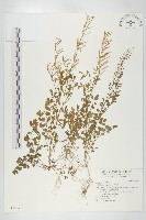 藏品(水花菜)的圖片