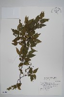 藏品(阿里山千金榆)的圖片