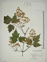 藏品(串鼻龍)的圖片