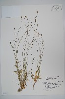 藏品(細葉蘭花參)的圖片