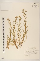 藏品(福山氏飛蓬)的圖片