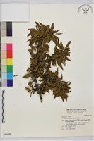 藏品(清水鼠李)的圖片