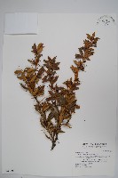 藏品(臺灣小蘗)的圖片