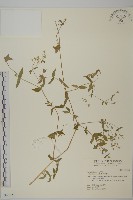 藏品(狗筋蔓)的圖片