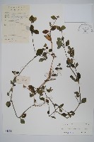 藏品(爵床、六角英)的圖片