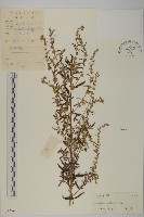 藏品(艾、五月艾)的圖片