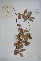 藏品(短柱絡石)的圖片