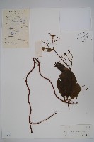 藏品(圓葉娃兒藤)的圖片