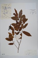 藏品(假鷹爪)的圖片