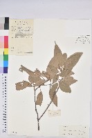 藏品(粗糠柴)的圖片