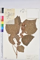 藏品(毛桐)的圖片