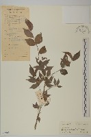 藏品(裂果衛矛)的圖片