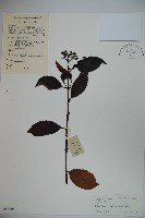 藏品(淡黃莢迷)的圖片