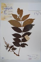 藏品(濱鹽膚木、羅氏鹽膚木)的圖片