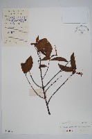 藏品(羊角扭)的圖片