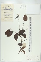 藏品(山紅柿)的圖片